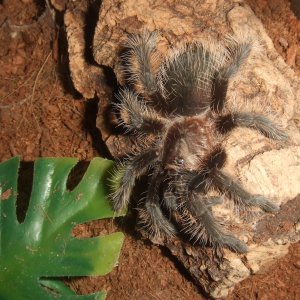 Brachypelma albopilosum Nicaragua - Nicarao