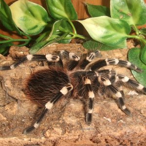 Acanthoscurria geniculata - Rio