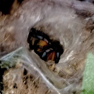 H pulchripes -- one good pic