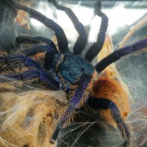 Mature male GBB