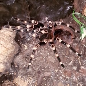 A.geniculata