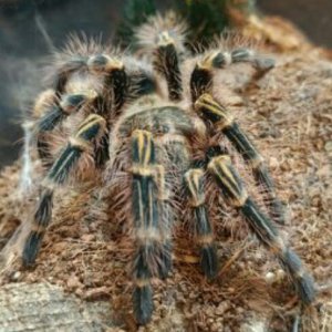 G.pulchripes