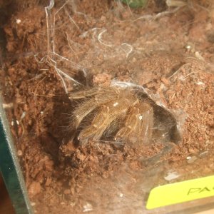 Pterinochilus lugardi - Parys