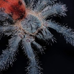 Avicularia variegata