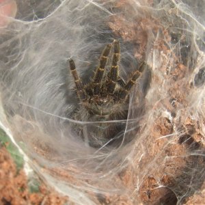 Pterinochilus chordatus - Shira