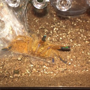 The result of the poll:  OBT vs Singapore Blue