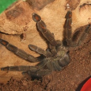 Psalmopoeus cambridgei (F) - Filette