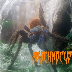 Female Gbb rehouse