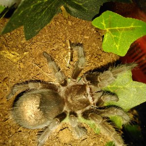 G.pulchra