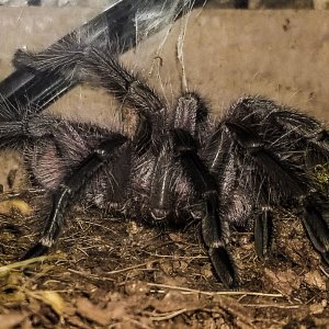 P sp machala a few days after molting