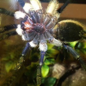 M. balfouri