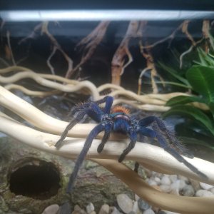 Exploring enclosure