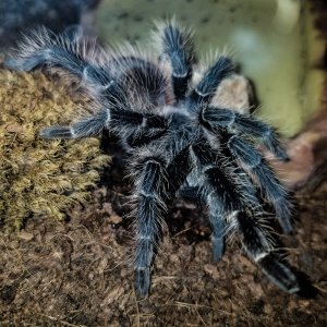 Lasiodora Klugi chilling