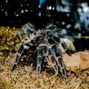 L Klugi tarantula