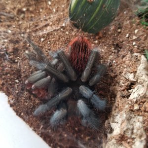 B.vagans nice and new :)