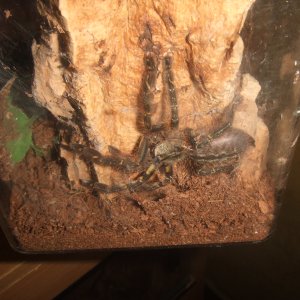 Poecilotheria ornata - Lanka