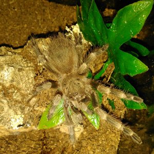 N.tripepii