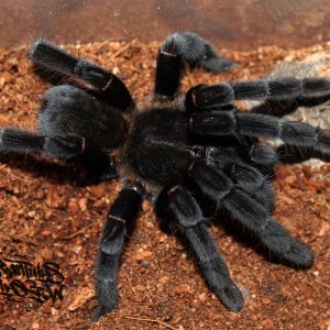 Haplopelma doriae