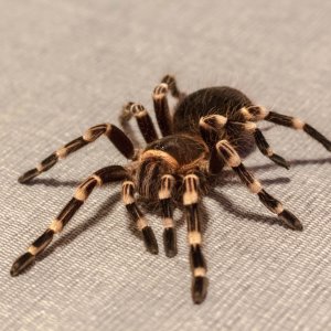 A geniculata “Nova”