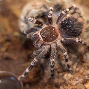 A geniculata “Nova”