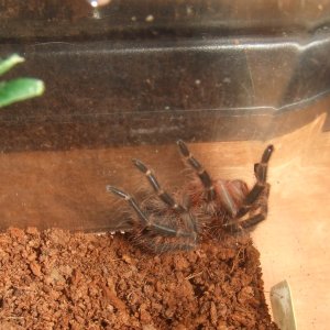 Grammostola pulchripes - Guarani