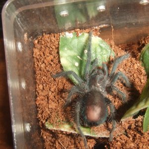 Pterinopelma sazimai - Amapa