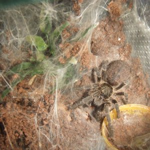 Ceratogyrus sp. Mozambique - Niassa