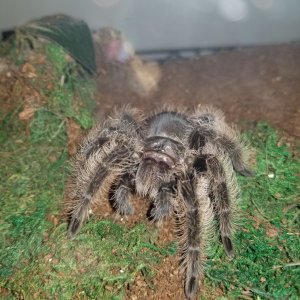 B. albopilosum Nicaraguan