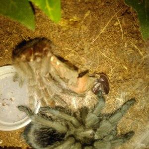 G.pulchra molted, its a girl!!!