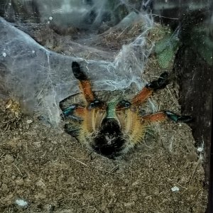 H pulchripes still hanging out