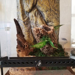 New A. urticans enclosure