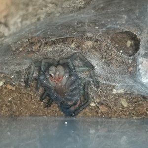 GBB fresh