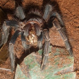 Phormictopus sp. full green - Guaba