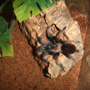 Brachypelma emilia - Chiquito