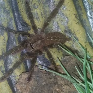 Poecilotheria ornata