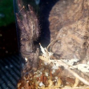 Poecilotheria smithi