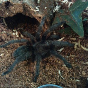 G.pulchra