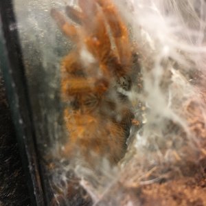 OBT