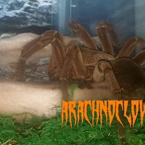 Tarantulas drowning