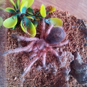 Reyes......Grammostola rosea sp Red