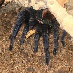 My GBB enjoying a worm