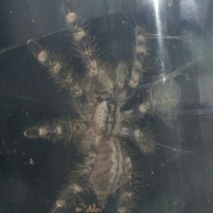 P.regalis