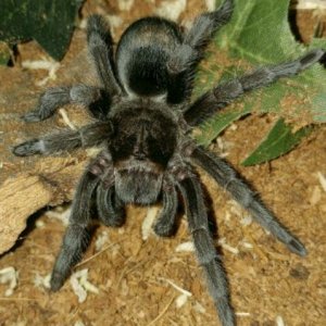 G.pulchra