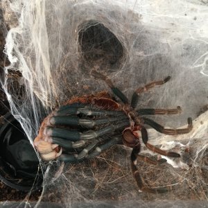 GBB molting.