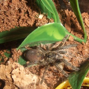 Ceratogyrus sanderi - Damara