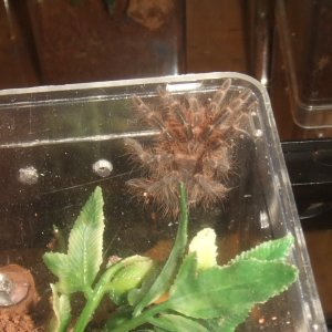 Grammostola pulchripes - Guarani