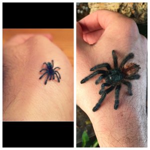 Just over a year of growth - C. versicolor
