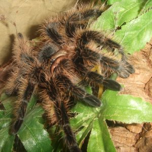 Brachypelma albopilosum - Tinto