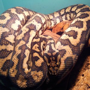 Mamma Carpet.. Coastal Carpet Python