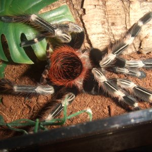 Nhandu chromatus - Luzia